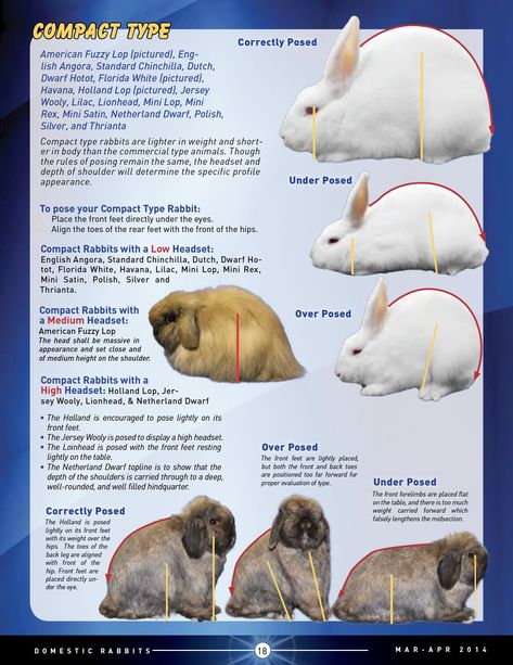 Posing and Evaluating Different Type Rabbits - ARBA American Fuzzy Lop, Mini Rex Rabbit, Rabbit Pose, Diy Rabbit Hutch, Show Rabbits, Holland Lop Bunnies, Outdoor Rabbit Hutch, Pet Rabbits, Rabbit Farm