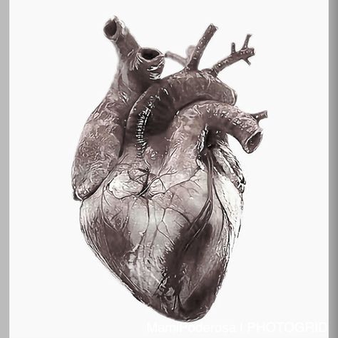 Heart Anatomy Drawing, Anatomical Heart Drawing, Heart Organ, Anatomical Heart Tattoo, Heart Anatomy, Black And White Photo Wall, Black And White Picture Wall, Heart Tattoo Designs, Batman Wallpaper