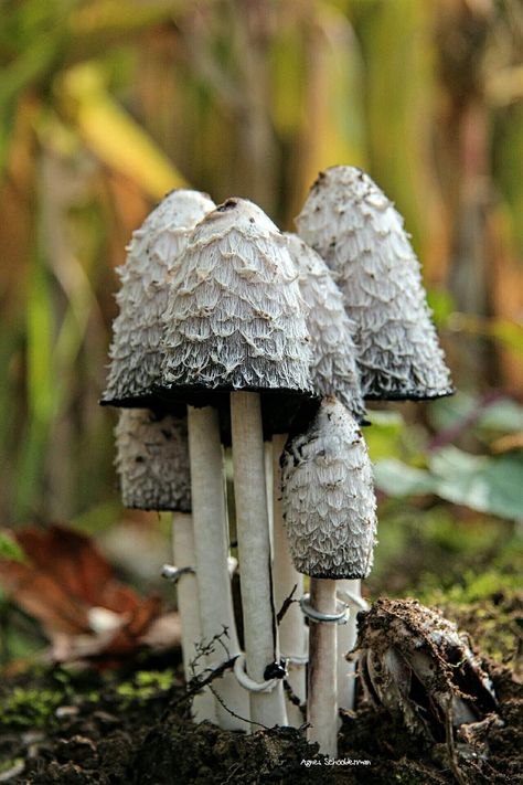 Chanterelle Mushrooms Photography, Pnw Mushrooms, Mushrooms Photography, Fungi Illustration, Mushroom Plant, Plant Study, Mushroom Pictures, Mushroom Crafts, Plant Fungus