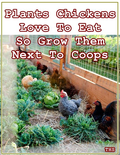 Plants For Chickens, Chicken Diet, Chicken Coup, Coops Diy, Raising Backyard Chickens, Chicken Garden, Keeping Chickens, Chicken Coop Plans, Backyard Chicken Coops