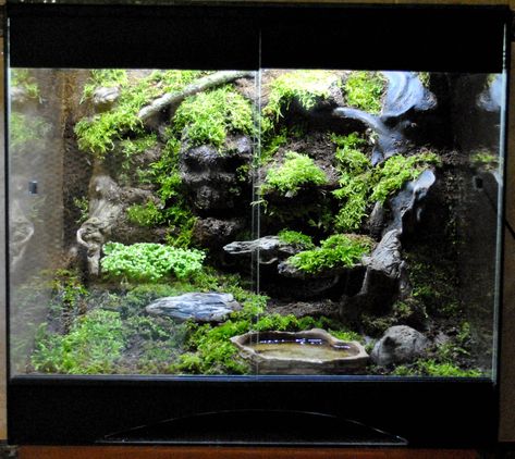 Vivarium Waterfall, Dart Frog Tank, Tree Frog Terrarium, Gecko Habitat, Frog Terrarium, Snake Enclosure, Frog Tank, Snake Tank, Fish Tank Terrarium