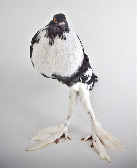 Fancy Pigeon Breeds, Curly Pigeon, Pigeon Sketch, Pouter Pigeon, Fantail Pigeon, Fancy Pigeon, Rock Pigeon, Fancy Pigeons, Pigeon Loft Design