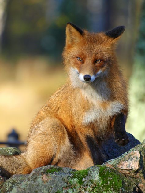 Red Fox Cute, Cute Fox Photography, Fox Photos Photography, Fox Wildlife Photography, Red Fox Photography Beautiful, Young Fox, Fox Pictures, Pet Fox, British Wildlife