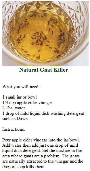 Apple Cider Vinegar Water, How To Get Rid Of Gnats, Bug Spray Recipe, Ant Killer, Diy Pest Control, Small Container, February Nails, Natural Pest Control, Fruit Flies