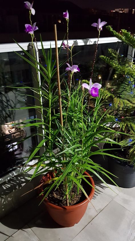 Bamboo Orchid, Orchid Garden Ideas, Cat Friendly Plants, Vanda Orchids, Orchid Garden, Exotic Orchids, Orchids Garden, Orchid Care, Vegetable Garden Design