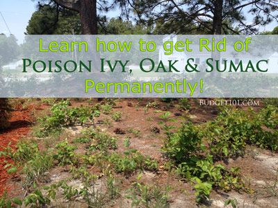 How to kill poison ivy, poison oak, poison sumac Poison Sumac Plant, Poison Oak Plant, Poison Ivy Removal, Poison Ivy Killer, Kill Poison Ivy, Ivy Plant Indoor, Poison Ivy Plants, Poison Sumac, Poison Oak