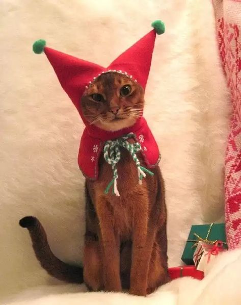 Kittens Christmas Outfits - 20 Christmas Costumes For Cats Kittens Christmas, Cat Christmas Costumes, Meowy Christmas, Catnip Toys, Cat Dresses, Christmas Outfits, Cat Costumes, Christmas Costumes, Christmas Animals