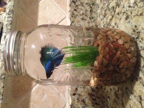 Betta fish in a mason jar-- I used a half gallon jar, but a quart would work, too. Just poke holes in the lid for air, or leave the middle out completely. Small Fish Tanks, Betta Aquarium, Gallon Jars, Indoor Water Garden, Betta Fish Care, Betta Tank, Betta Fish Tank, Beta Fish, Home Aquarium