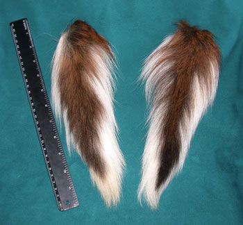 deer tails Deer Tail, Therian Masks, Deer Costume, White Tail, Whitetail Deer, Oh Deer, Halloween Ideas, Deer, Halloween