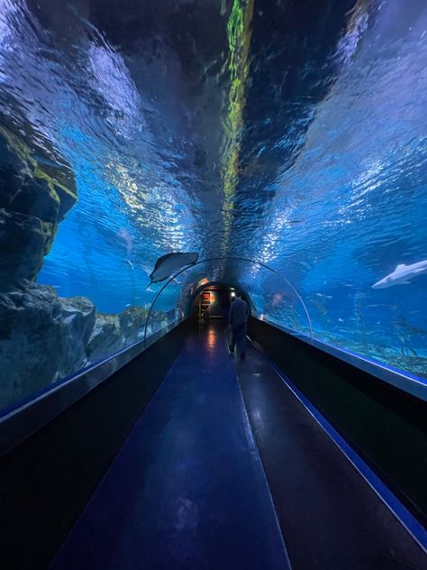 Aquarium Tunnel, Long Beach Aquarium, Aquarium Aesthetic, Clear Aesthetic, Romanticising School, Water Life, Summer Plans, Shoe Design, Long Beach