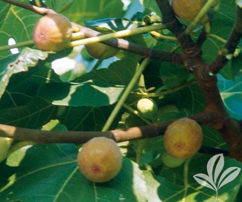 Celeste Fig Ficus carica ‘Celeste’ Small to medium-sized, light brown fig with pink flesh and … Continue reading FIG celeste → Chinese Chestnut, Tangerine Tree, Ficus Carica, Mandarin Tree, Orange Rind, Shade Trees, Orange Tree, Juicy Fruit, Harvest Festival