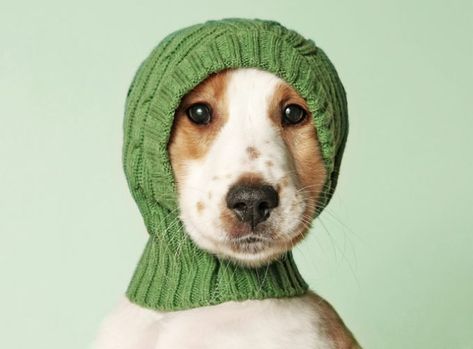 Knitting For Dogs? Here's Some Ideas! - Dogtime Cocker Spaniel Puppy, Funny Dog Photos, Puppy Art, Cocker Spaniel Puppies, Spaniel Puppies, Best Dog Breeds, Funny Dog Pictures, Puppy Pictures, Cocker Spaniel