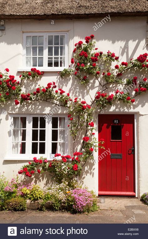 Climbing Rose House High Resolution Stock Photography and Images - Alamy White Cottage House, Garden Cottage House, Climbing Roses Trellis, Red Climbing Roses, Rose Garden Design, Climbing Flowers, Rose House, Trendy Plants, Dorset England