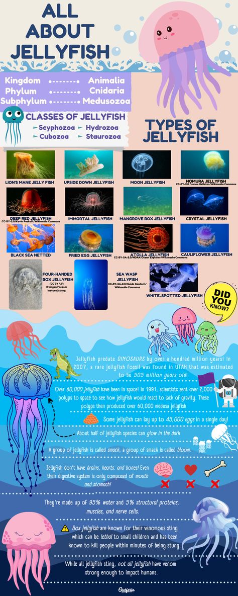 15 Different Types of Jellyfish You Need to Know: Chart and Pictures - Outforia Jellyfish Infographic, Poster Jellyfish, Jellyfish Oc, Types Of Jellyfish, Deep Sea Jellyfish, Jellyfish Species, Lion's Mane Jellyfish, Jellyfish Facts, Deep Sea Life