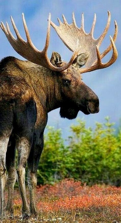 Moose Pictures, Moose Hunting, North American Animals, Moose Deer, Wild Animals Photography, Bull Moose, Alaska Usa, Wild Animals Pictures, American Animals