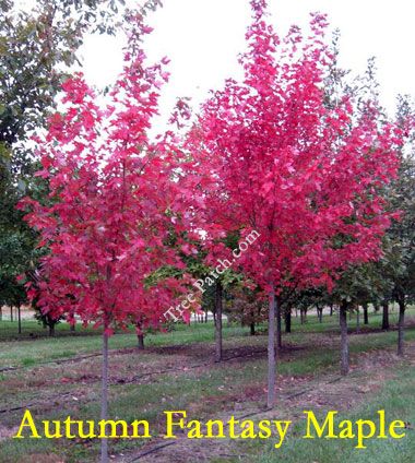 autumn fantasy maple, 25 x 12. Smaller maple that has an upright oval form with 5 lobed leaves that resemble silver maples. Green leaves with attractive crimson fall color. Red Rocket Maple Tree, Crimson King Maple Tree, Field Maple Tree, Redpointe Maple Tree, Autumn Fantasy Maple Tree, Crimson Sunset Maple Tree, Yard Plants, Dream Live, Maple Tree