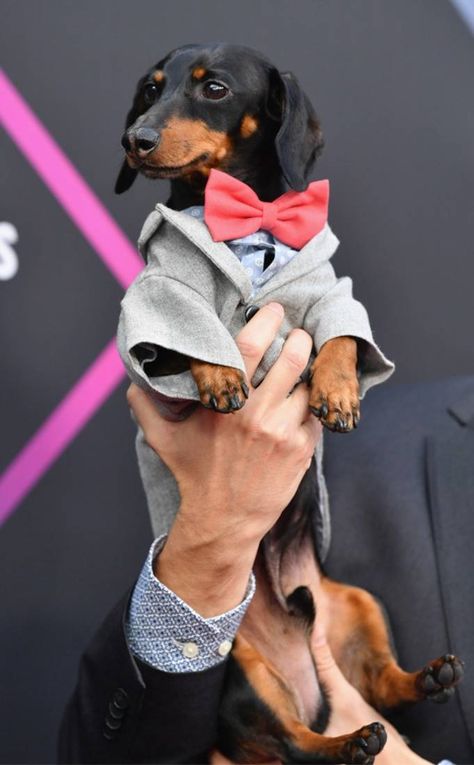 Crusoe, the Celebrity Dachshund from People's Choice Awards 2018 Candid Moments | E! Online Dachshund Videos, Animals On Land, Crusoe The Celebrity Dachshund, Dog Food Treats, Wire Haired Dachshund, Wiener Dogs, Weenie Dogs, Celebrity Style Red Carpet, Animal Sanctuary