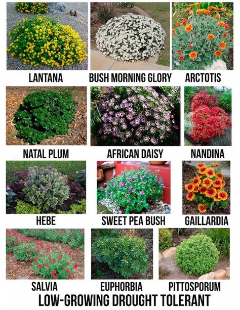 Drought Tolerant Garden, Drought Tolerant Landscape, Creative Landscape, Garden Shrubs, Beautiful Yards, Landscape Designs, Front Yard Garden, Drought Tolerant Plants, Flowering Shrubs