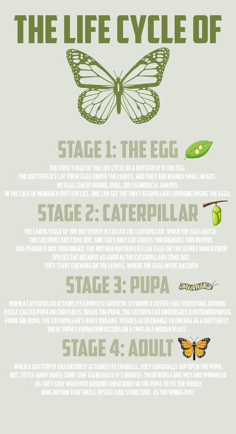 Stages Of Metamorphosis, Butterfly Metamorphosis Aesthetic, Cycle Of Life Quotes, Butterfly Infographic, Metamorphosis Aesthetic, Metamorphosis Meaning, Butterfly Process, Butterfly Stages, Cycle Of Butterfly