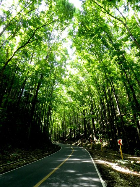 Bilar Man-made Forest, Bohol, Philippines Bohol Philippines, Bohol, Philippines, Country Roads, Forest, Photography, Quick Saves