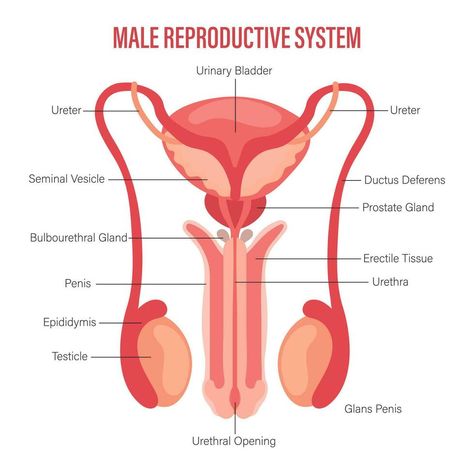 Male reproductive system icon with description isolated on white background. Anatomy of the internal organs of man. Illustration, vector Men Reproductive System, The Reproductive System Notes, Reproductive System Aesthetic, Male Reproductive System Notes, Male Reproductive System Drawing, Reproductive System Drawing, Male Reproductive System Anatomy, Male And Female Reproductive System, Human Reproductive System