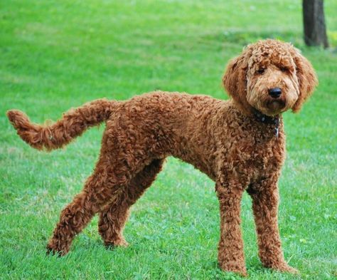 Do you do a summer haircut? | Labradoodle Forums Labradoodle Haircut Style Summer, Labradoodle Haircut Style, Labradoodle Haircut, Bogie And Bacall, Summer Haircut, Labradoodle Dogs, Party Cooking, Haircut Style, Summer Haircuts