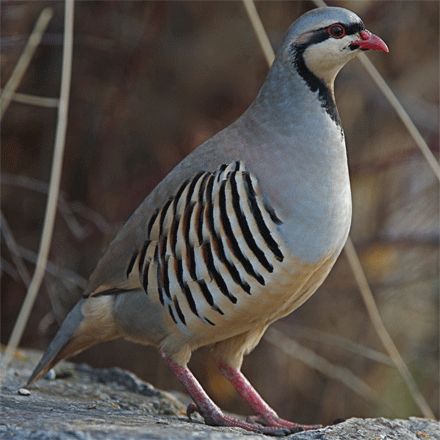 Great info on raising Chukar Partridge as chicks #gamebird Chukar Partridge, Partridge Bird, Upland Bird Hunting, Bird Deterrents, Game Fowl, Upland Hunting, Poultry Supplies, Bird Netting, Hatching Eggs