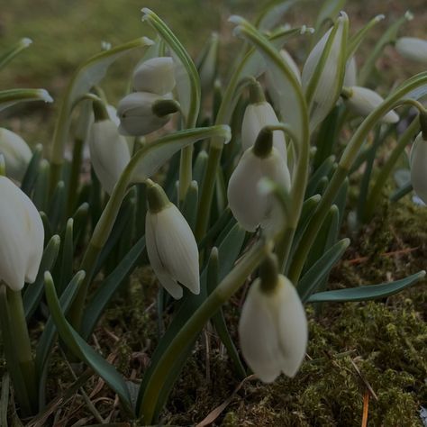 Snow Drop Flower Aesthetic, Snow Drop Aesthetic, Snowdrops Aesthetic, Snowdrop Flower Aesthetic, Snowdrop Aesthetic, Dc Background, Snow Drop Flower, Flower Snowdrop, Snow Drops Flowers