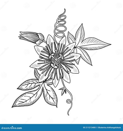 Passion Flower Tattoo Design, Passion Flower Tattoo Black And White, Passion Fruit Flower Tattoo, Passion Fruit Tattoo, Passion Flower Drawing, Passion Flower Tattoo, Flowers Drawing Easy, Passion Fruit Flower, Flower Vine Tattoos