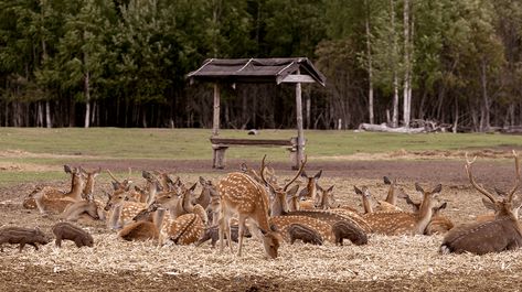 Deer Farming, Deer Farm, Zoo Ideas, Deer Species, Deer Meat, Farming Business, Zoo Keeper, Fallow Deer, The Barnyard