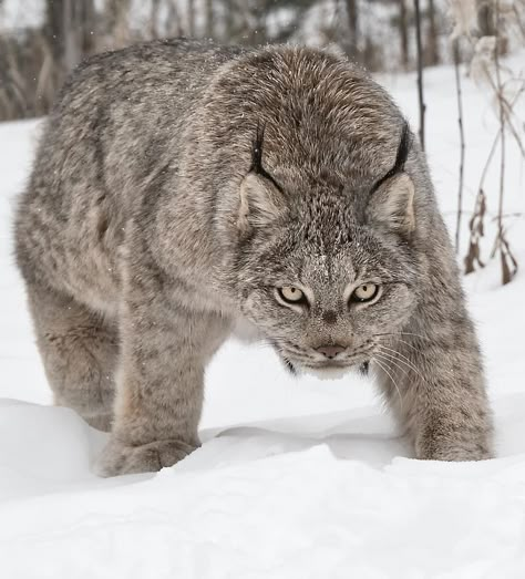 Canada Lynx, Regnul Animal, Exotic Cats, Majestic Animals, Cheetahs, Large Cats, Wildlife Animals, Lynx, Animal Planet