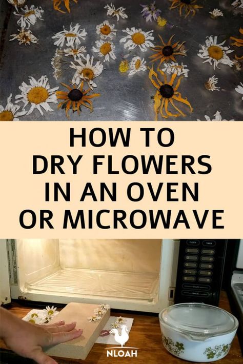 We show you two of the easiest ways to preserve flowers for either consumption, or for tinctures and salves. #nloah #homesteading #flowers #preservation How To Dry Out Flowers, Ways To Preserve Flowers, Preserving Leaves, Freeze Dried Flowers, How To Dry Flowers, Preserve Flowers, Drying Flowers, Dried Flowers Diy, Herbal Therapy