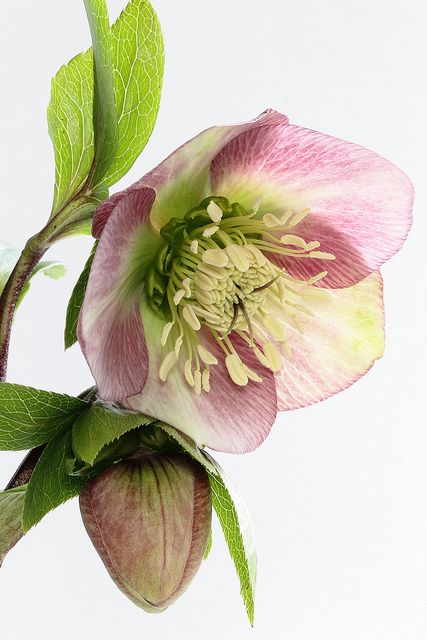 Hellebore | by SallyGibson Hur Man Ritar Blommor, Lenten Rose, Watercolor Flower Art, Watercolor Flowers Paintings, Botanical Painting, Botanical Watercolor, Botanical Illustrations, Botanical Drawings, Botanical Flowers