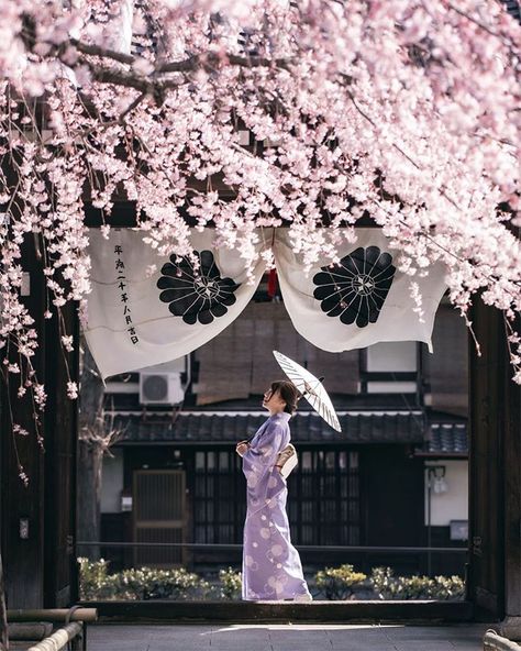 Dimsum Restaurant, Gunung Fuji, Japanese Kimono Fashion, Brunei Travel, Japan Spring, Popular Dishes, Cherry Blossom Japan, Paintings Landscape, Asian Inspiration