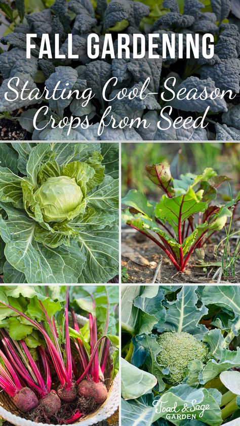 There are lots of cool season crops you can grow in fall that you can’t in summer and most are very easy to start from seed. I prefer starting them myself from seed because I can get started early and nurture them indoors. Plus, I can source seeds for varieties that aren’t available as plants in garden centers. Fall Veggies To Plant, Vegtable Garden, Fall Crops, Seed Starters, Garden Vertical, Sage Garden, Winter Vegetables Gardening, Fall Gardening, Garden Centers