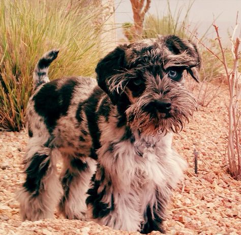 Merle schnauzer puppy Merle Schnauzer, Guest Closet, Miniature Schnauzer Black, White Miniature Schnauzer, Schnauzer Grooming, Aurora Rose, Schnauzer Mix, Schnauzer Art, Mini Schnauzer Puppies