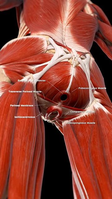 Pelvic Anatomy Female, Pelvis Muscles Anatomy, Body Muscle Anatomy, Science Anatomy, Human Muscle Anatomy, Body Massage Techniques, Basic Anatomy And Physiology, Medical Videos, Human Body Anatomy