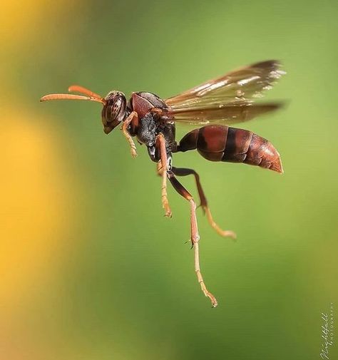 Bee Identification, Foto Macro, Insect Photography, Bees And Wasps, Cool Bugs, Animal Groups, Alien Planet, Beautiful Bugs, Planet Blue