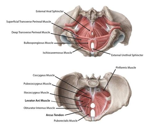 Pelvic Diaphragm, Kegal Exercises, Pelvis Anatomy, Levator Ani, Pelvic Floor Therapy, Pelvic Region, Medical Animation, Pelvic Floor Dysfunction, Peripheral Nerve