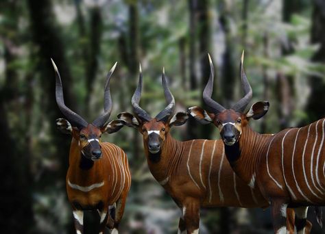 Bongo antelope Bongo Antelope, African Antelope, Bongos, Wild Creatures, Rare Animals, Pretty Animals, Majestic Animals, African Wildlife, Animal Photo