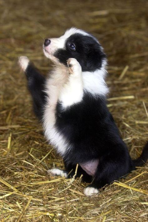 Collie Puppies, Border Collie Puppies, Border Collie Dog, Herding Dogs, Australian Shepherds, Collie Dog, West Highland Terrier, Scottish Terrier, New Puppy