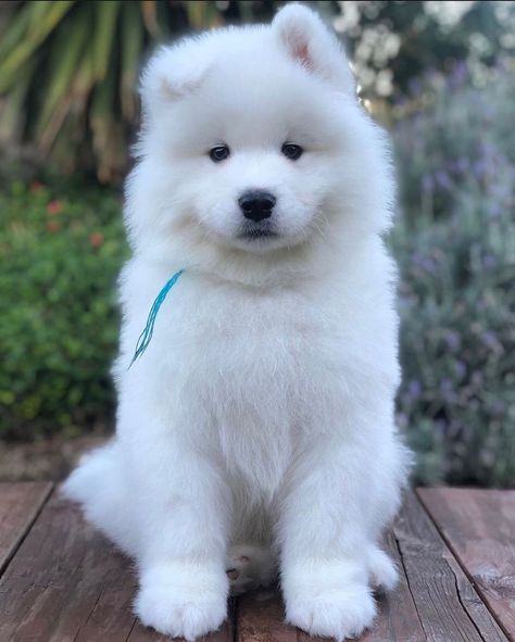 Dog For Sale, Puppies Near Me, Spitz Dogs, Samoyed Dog, Samoyed Puppy, Really Cute Puppies, Samoyed Dogs, Smart Dog, Retriever Puppy