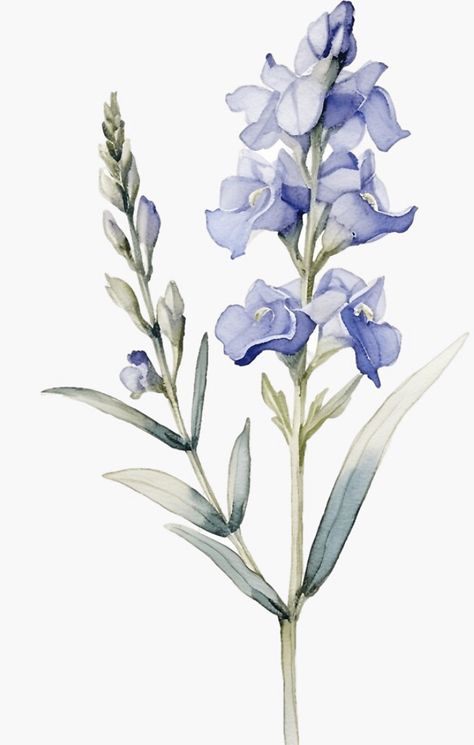 A watercolor design for a larkspur flower. This is one of July’s birth flowers! Larkspur Flower Watercolor, Larkspur Flower Aesthetic, Larkspur Illustration, Larkspur Painting, Larkspur Watercolor, July Birth Flowers, Larkspur Flower Tattoos, Mom Calendar, Larkspur Flowers