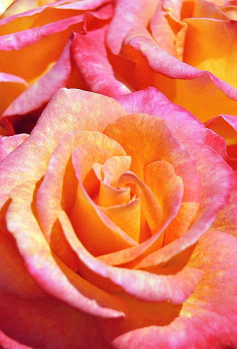 pink and orange roses Wallpapers Rosa, Rosa Shocking, Belle Rose, Rose Orange, Orange Aesthetic, Nature Collection, Orange Roses, Color Naranja, Love Rose