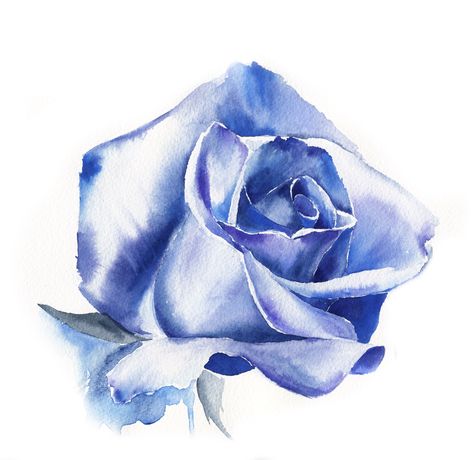 Blue Roses Print Of Original Watercolor Illustration 6B8 Blue Roses Watercolor, Blue Rose Illustration, Blue Rose Drawing, Blue Rose Painting, Blue Rose Watercolor, Roses In Water, Rose Blu, Blue Moon Rose, Dog Pencil Drawing