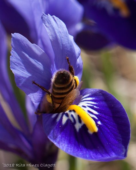 Bee in Iris reticulata Bumble Bee Butts, Bees In Flowers, Bee Butts, Iris Reticulata, Cute Bees, Bee Friendly Garden, I Love Bees, Bees And Wasps, Bee Garden