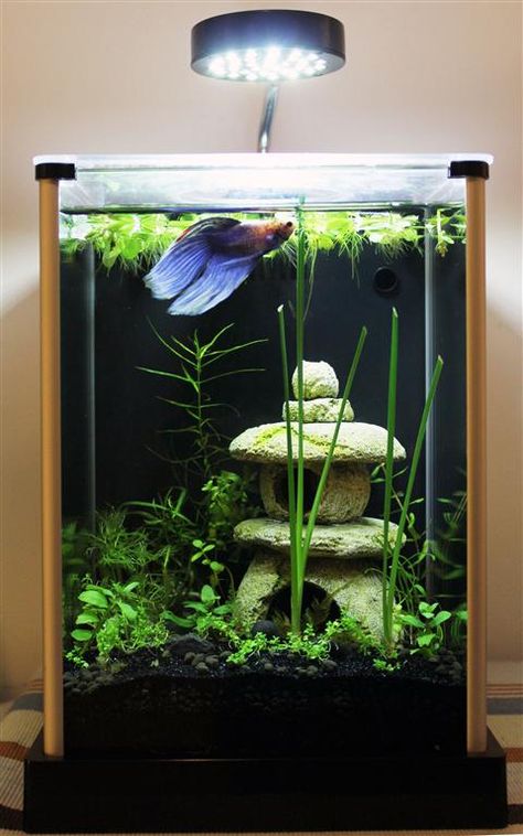 xenxes's Fluval Spec 2g - Betta Tank - Page 8 Fluval Betta Tank, Mini Aquascape, Aquarium Design Ideas, Tank Aesthetic, Furniture List, Aquarium Inspiration, Tank Terrarium, Fish Tank Themes, Fish Tank Terrarium