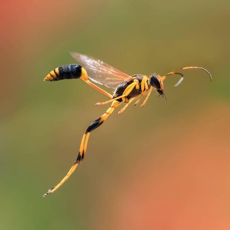 INCREDIBLE wasp pic! 🐝📸 Wasp Insect, Creepy Animals, Petit Tattoo, Ant Farms, Insect Photography, Bees And Wasps, Arthropods, Insect Art, Arachnids