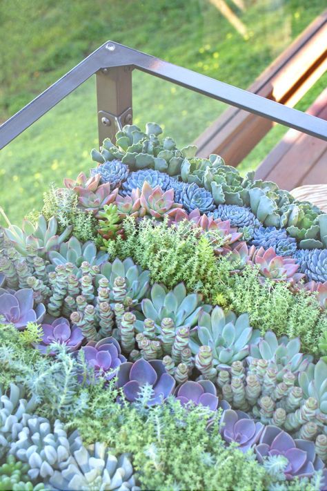 Creating a living, growing conversation piece in your home with this easy to make succulent table. Greenhouse Shade Cloth, Succulent Table, Hgtv Garden, Herbal Apothecary, Succulent Terrarium, Cactus Y Suculentas, Succulents Diy, Cactus And Succulents, Succulents Garden