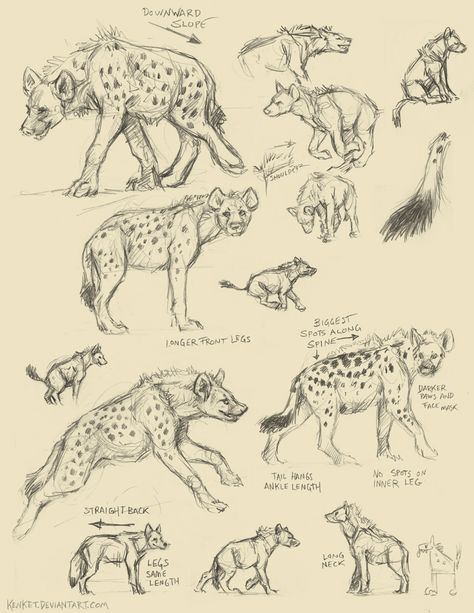 Hyena Art Illustrations, Spotted Hyena Drawing, Hyena Reference Drawing, Spotted Hyena Art, How To Draw Hyena, Hyena Art Drawings, Hyena Drawing Easy, Hyena Side Profile, Hyena Oc Art